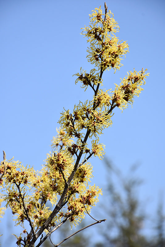 Arnold Promise Witch Hazel