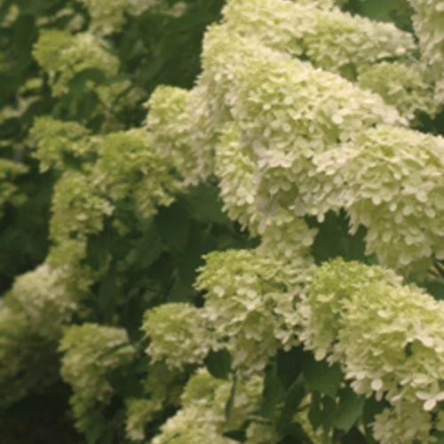 Limelight Hydrangea flower