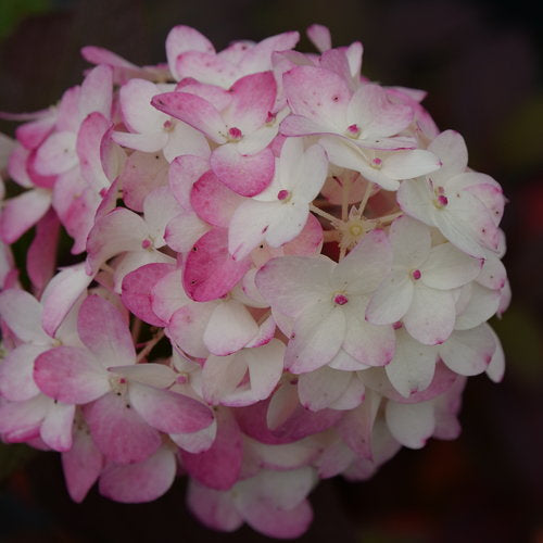 Fire Light Tidbit compact panicle hydrangea in the landscape
