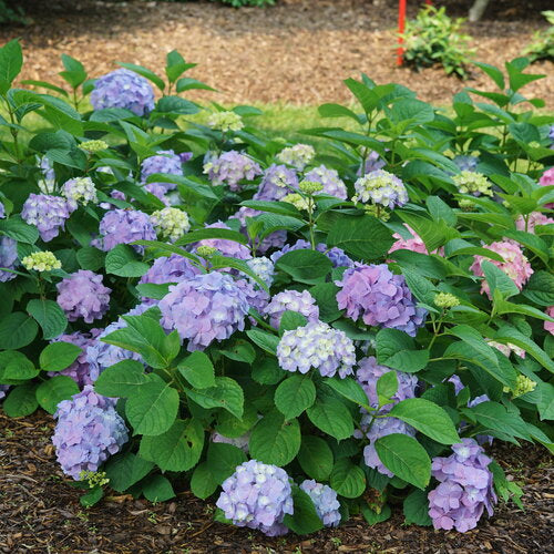 Let’s Dance Sky View® Hydrangea