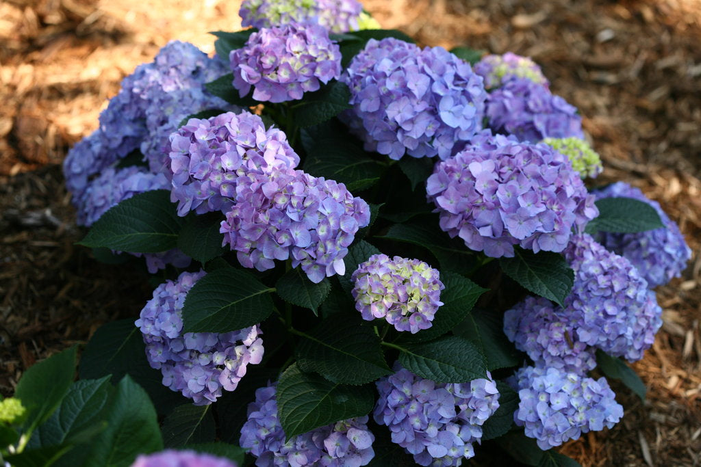 Let's Dance® Blue Jangles® Hydrangea