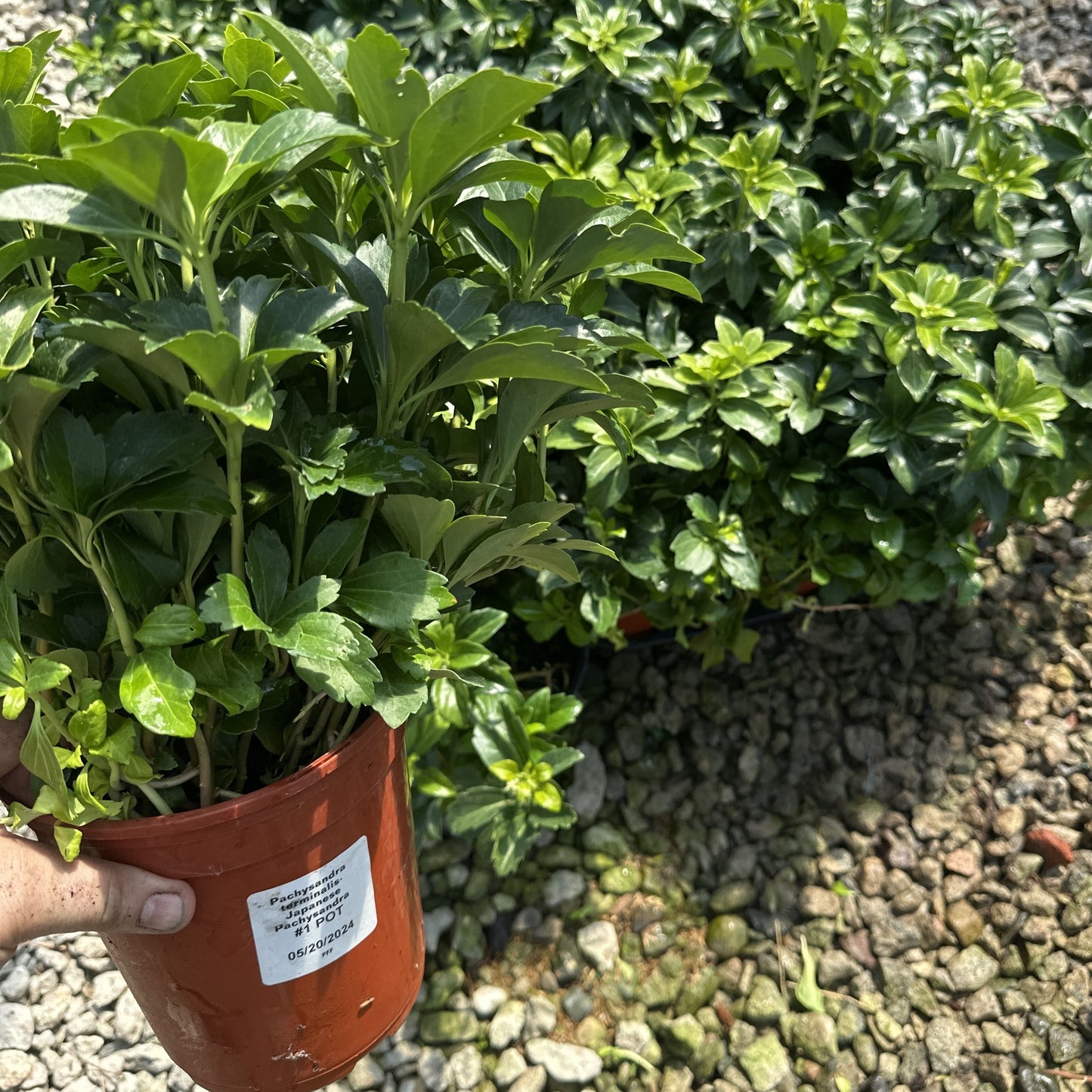 Green Carpet Japanese pachysandra in a #1 nursery pot, evergreen shade groundcover