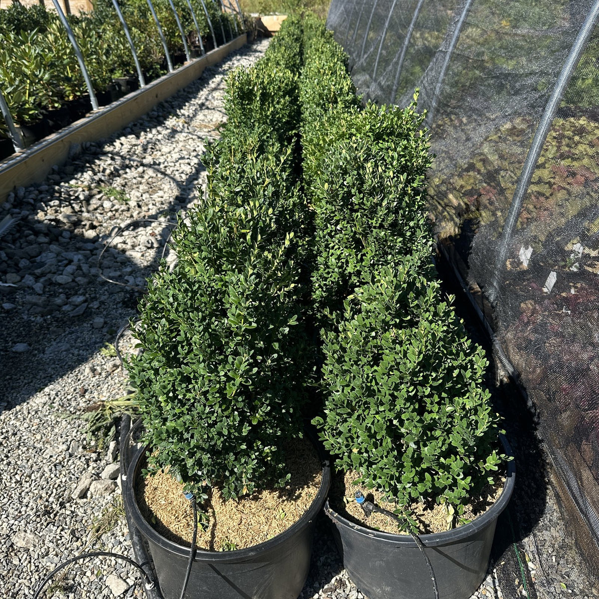 Green Mountain Boxwood - Hedge Pruned