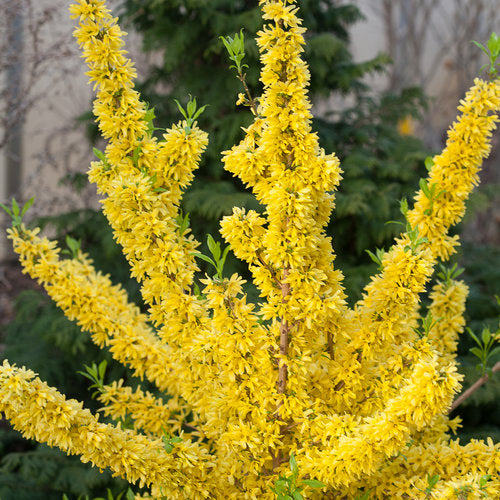 Show Off® Forsythia | PW