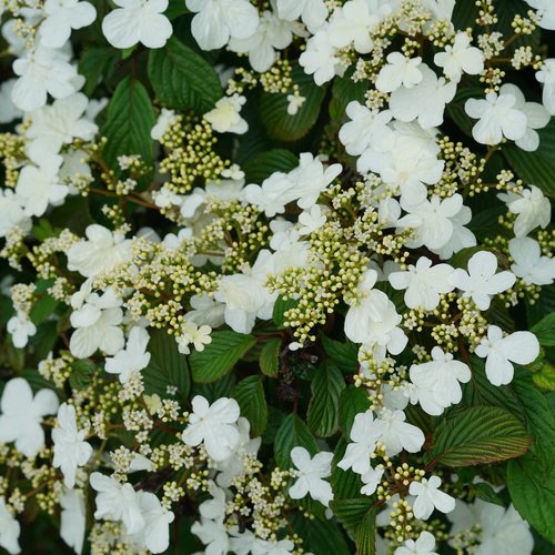 Steady Eddy doublefile viburnum horizontal tiered branching