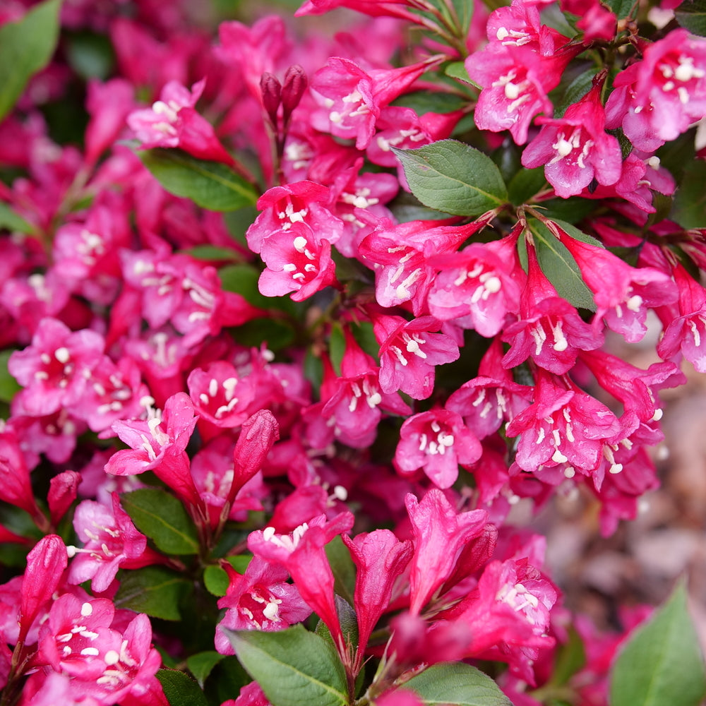 Sonic Bloom Punch weigela in the landscape