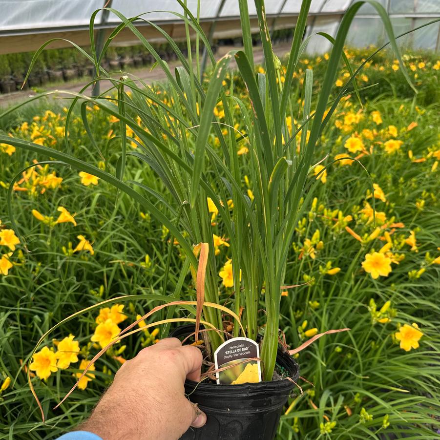 Hemerocallis Stella d' Oro