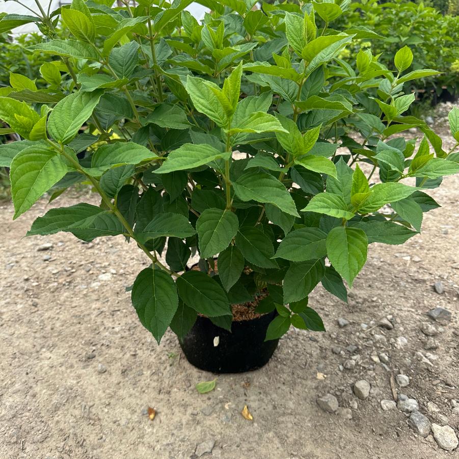 Hydrangea paniculata Limelight