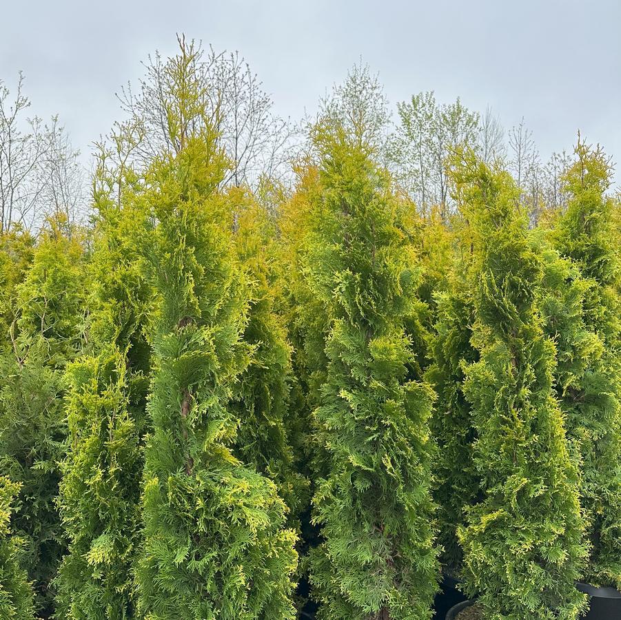 Thuja occidentalis Jantar
