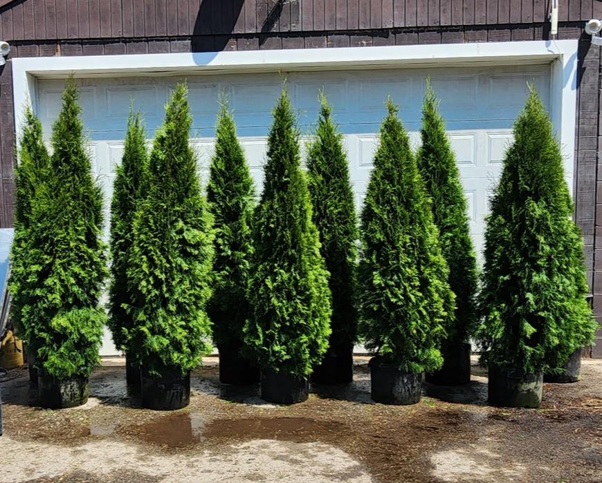 Thuja occidentalis Smaragd