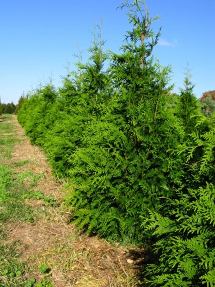 Thuja x plicata Green Giant