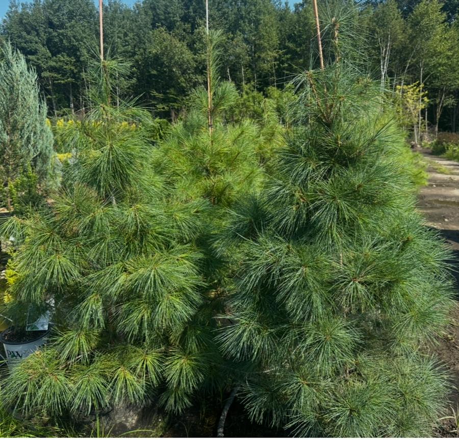 Pinus strobus