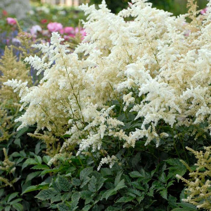 Astilbe chinensis Deutschland
