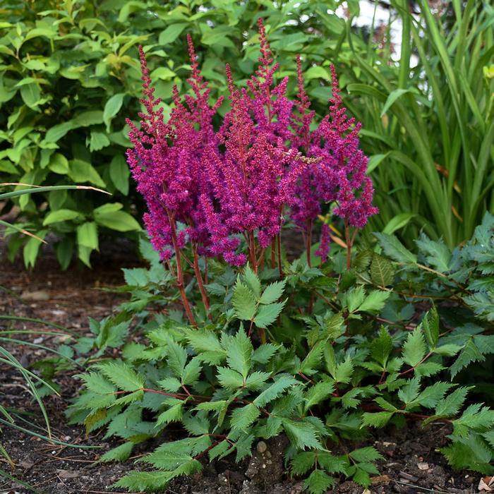 Astilbe chinensis Vision In Red