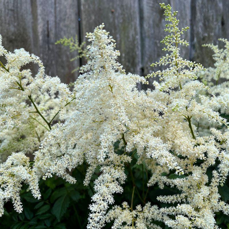 Astilbe chinensis Vision In White