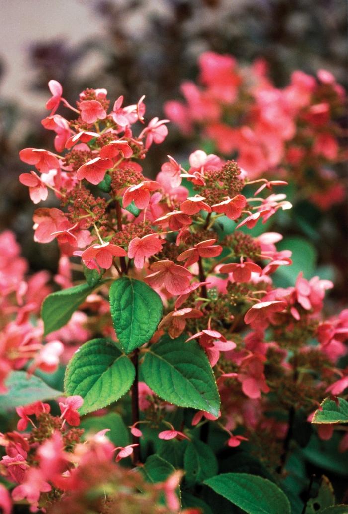 Hydrangea paniculata Bulk