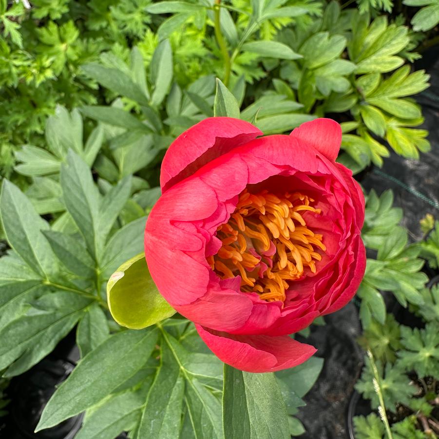 Paeonia lactiflora Karl Rosenfeld