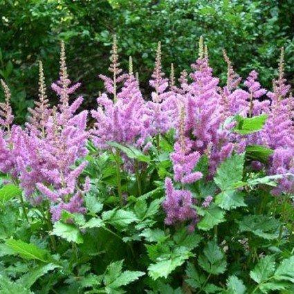 Astilbe chinensis Purple Candles