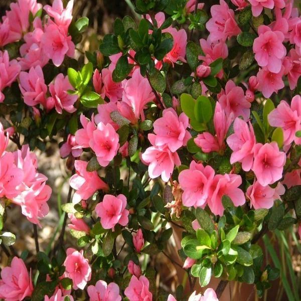 Azalea Gumpo Pink