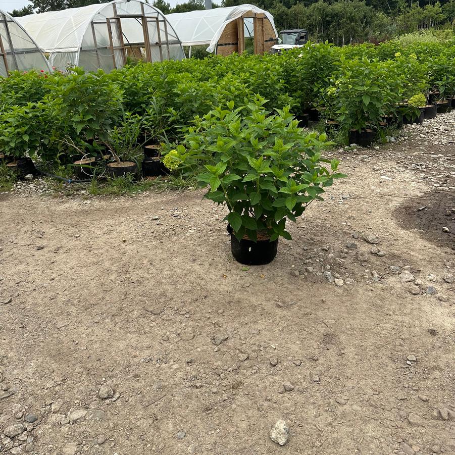 Hydrangea paniculata 'Limelight' - Limelight Hydrangea from ProGrowers of New England