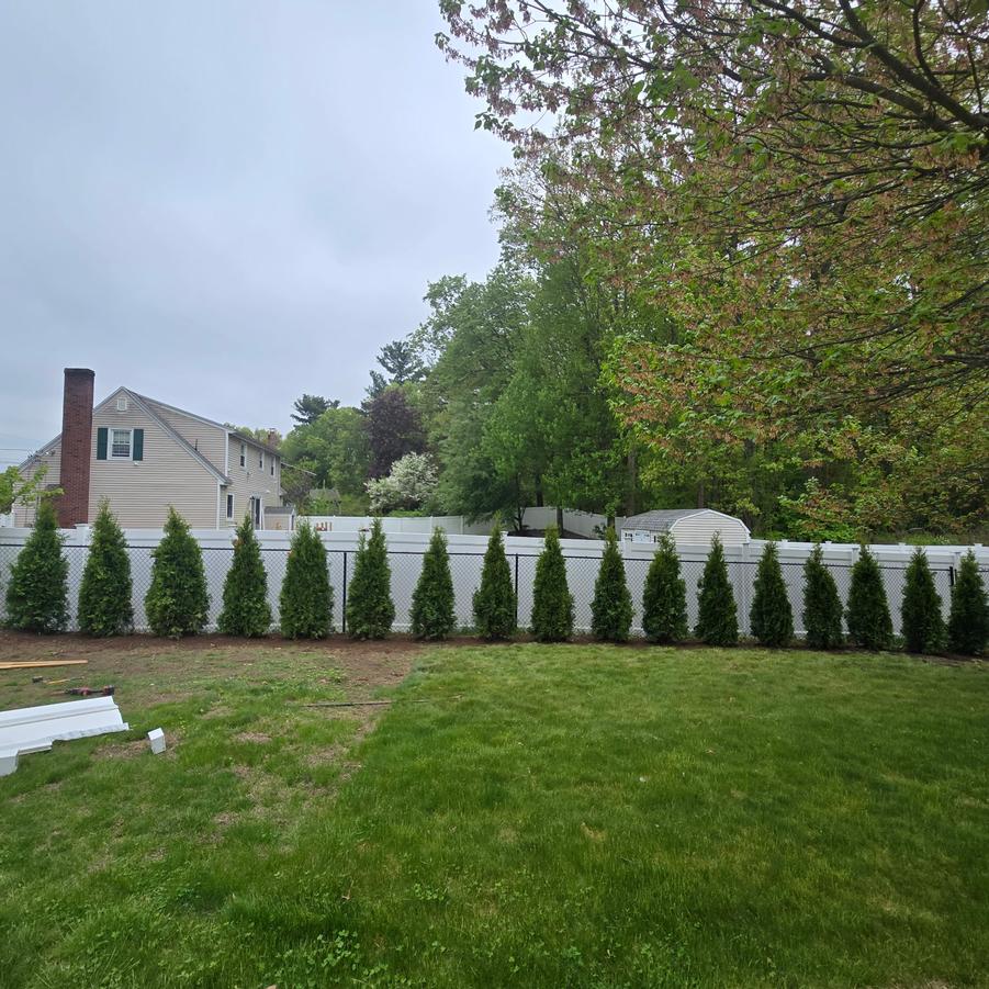 Thuja occidentalis 'Smaragd' - Emerald Green Arborvitae from ProGrowers of New England