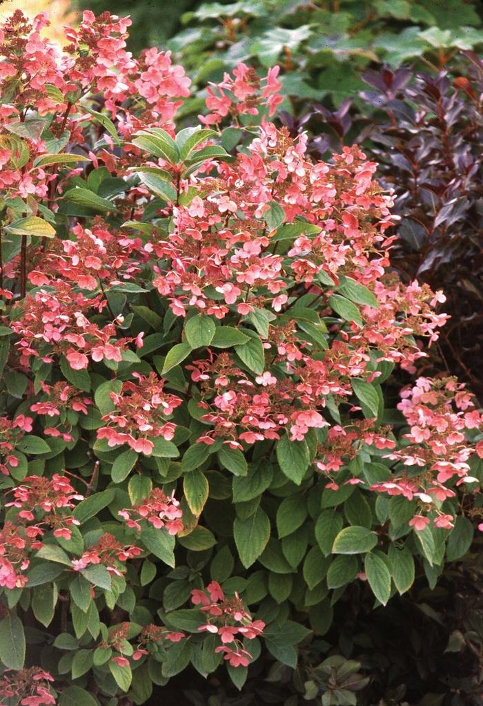 Hydrangea paniculata Bulk