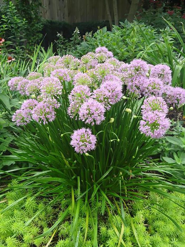 Allium lusitanicum Summer Beauty