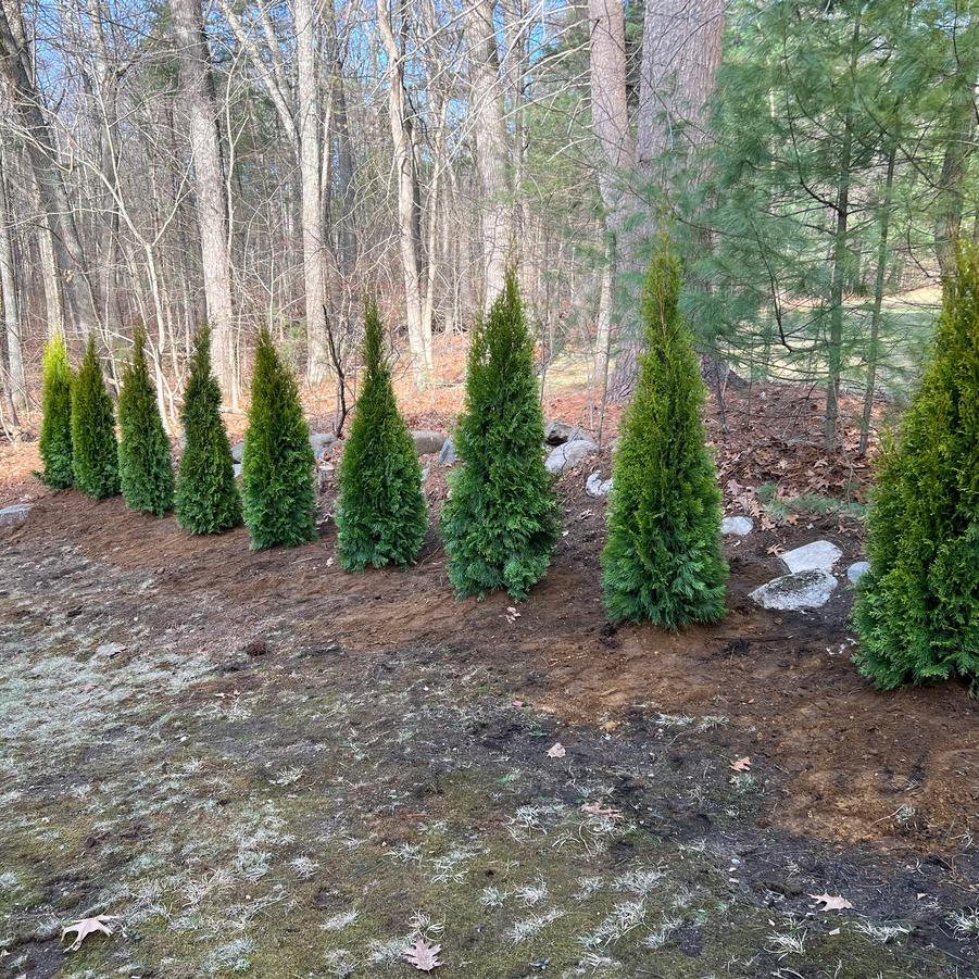 Thuja occidentalis 'Smaragd' - Emerald Green Arborvitae from ProGrowers of New England