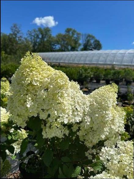 Hydrangea paniculata 'Limelight'