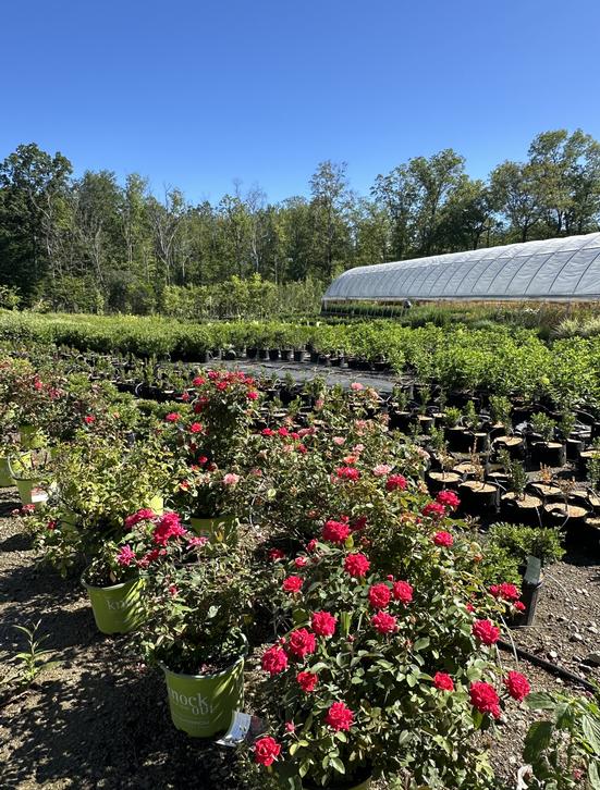 Browse Plant Library