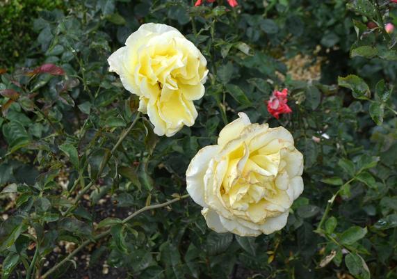 Rosa 'Irish Gold'