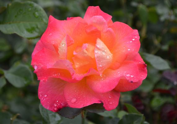 Rosa 'Mardi Gras' Floribunda Rose