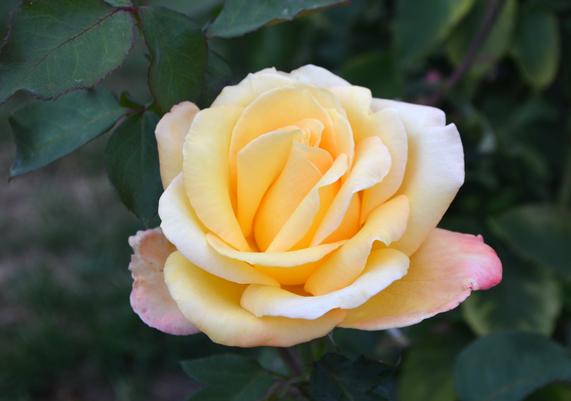 Rosa 'Sultry' Hybrid Tea Rose