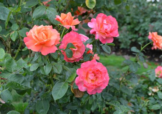 Rosa 'Easy Does It' Floribunda Rose