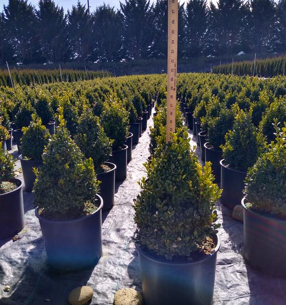 Boxwoods!!