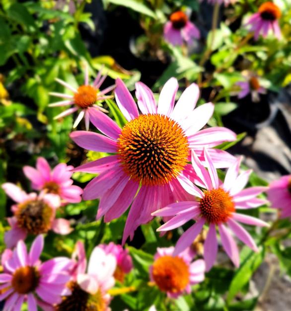 Echinacea purpurea