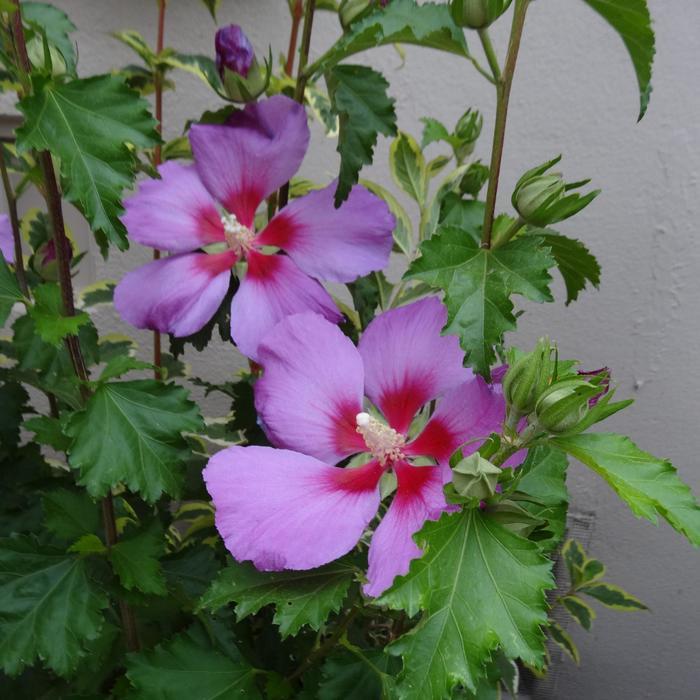 Hibiscus syriacus x Walberton's Rose Moon