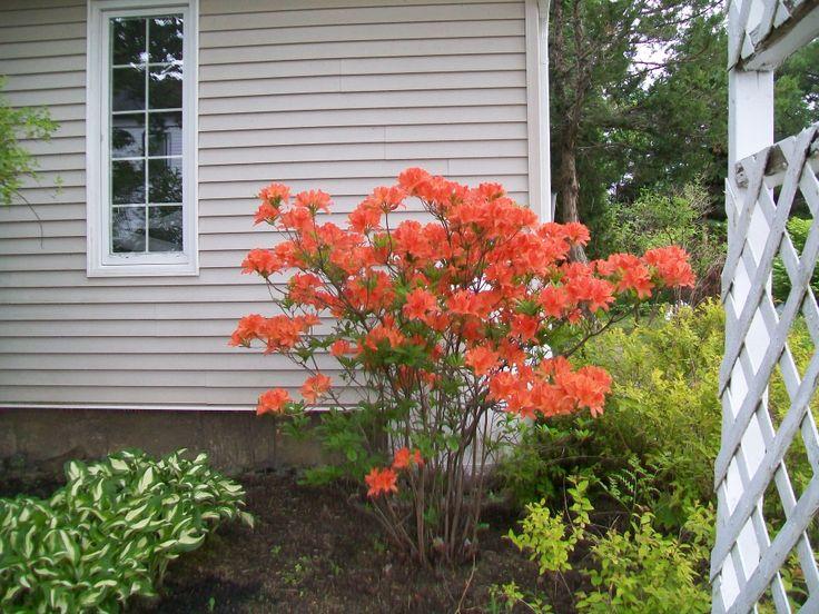 Azalea Gibraltar