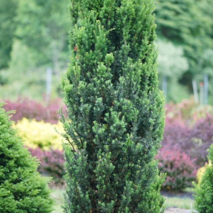 Taxus x media Stonehenge