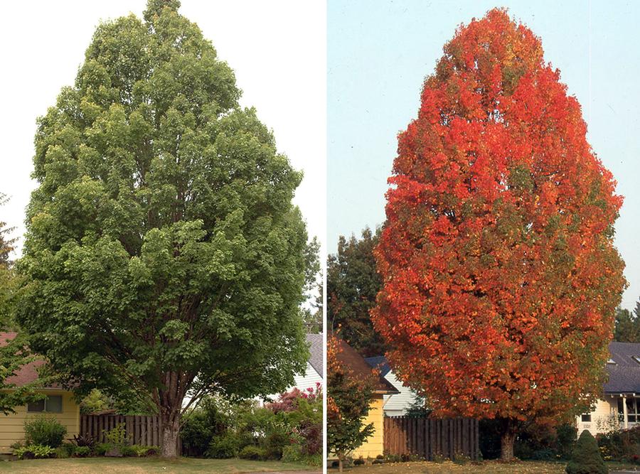 Acer rubrum Bowhall