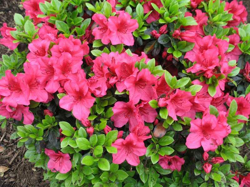 Azalea Girard's Crimson