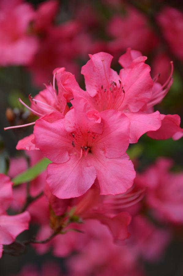 Azalea Girard's Rose