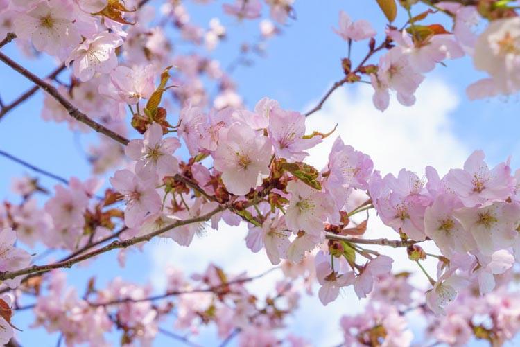 Prunus sargentii Sargents