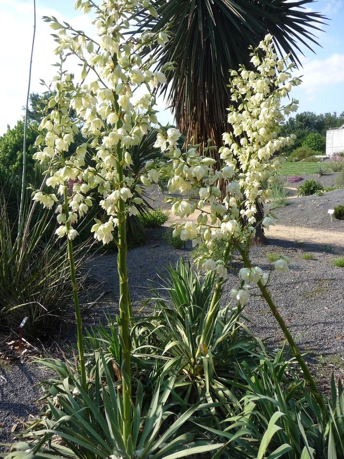 Yucca flaccida 