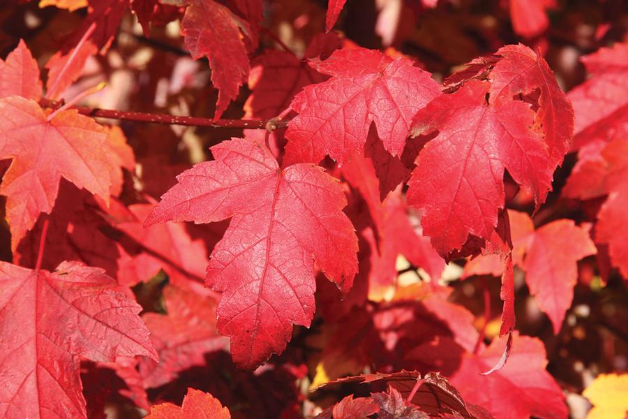 Acer rubrum Redpointe