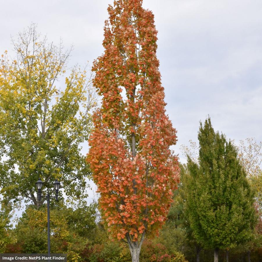 Acer rubrum Armstrong