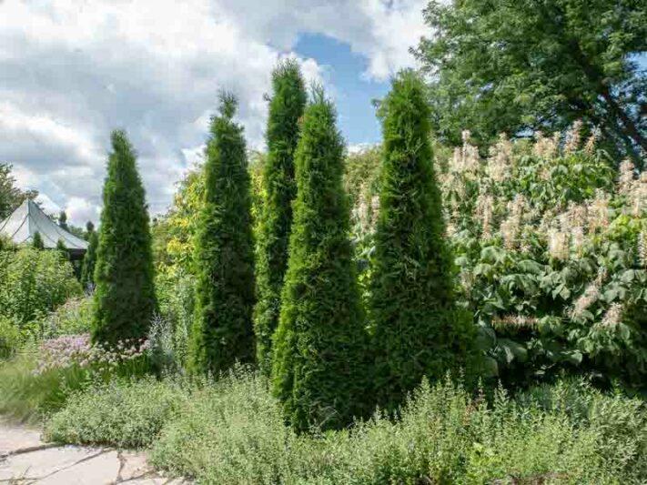 Thuja occidentalis American Pillar