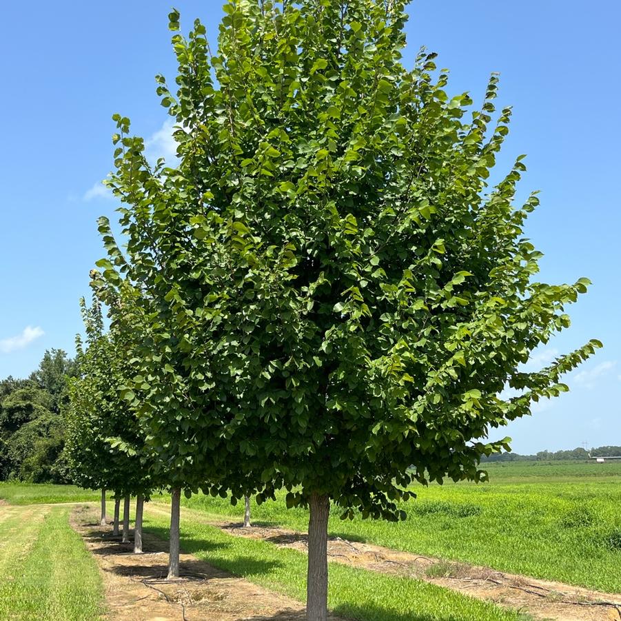 Ulmus americana Jefferson
