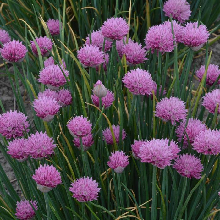 Allium lusitanicum Summer Beauty