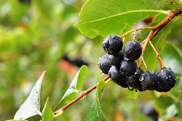 Aronia prunifolia Aron